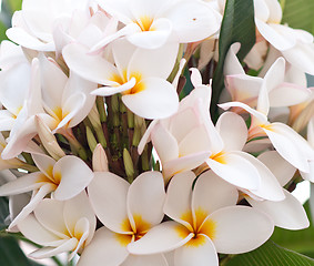 Image showing plumeria