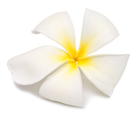 Image showing plumeria