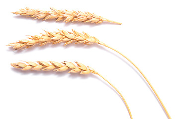 Image showing wheat ears 