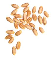 Image showing wheat grain