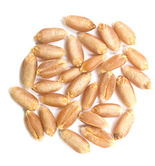 Image showing wheat grain