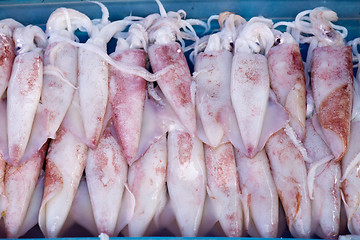 Image showing fresh squids