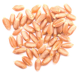 Image showing wheat grain