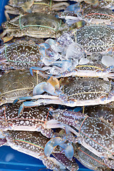 Image showing fresh crabs
