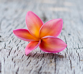 Image showing frangipani flowers