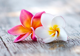 Image showing plumeria flowers