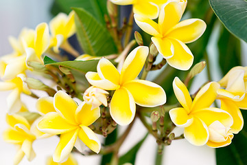 Image showing frangipani