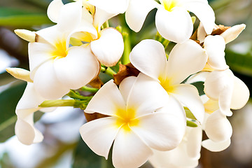 Image showing frangipani