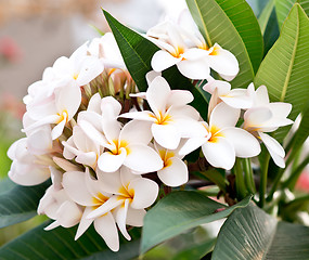 Image showing frangipani