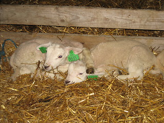 Image showing lamb