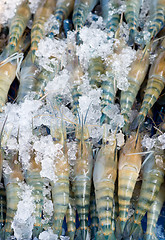 Image showing raw shrimps