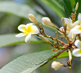 Image showing plumeria flowers