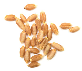 Image showing wheat grain