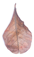 Image showing dry leaf