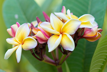 Image showing frangipani flowers
