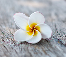 Image showing frangipani