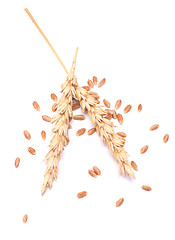 Image showing wheat ears and grain