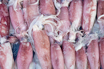 Image showing fresh squids