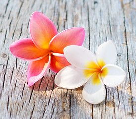 Image showing frangipani flowers