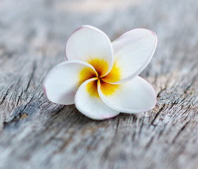 Image showing frangipani