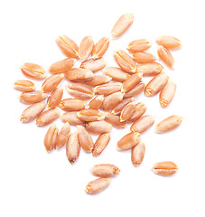 Image showing wheat grain