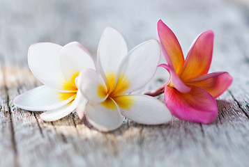 Image showing plumeria flowers