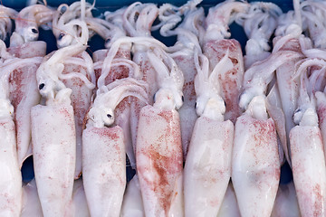 Image showing fresh squids