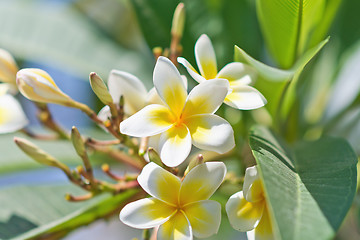 Image showing plumeria flowers