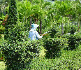 Image showing gardener