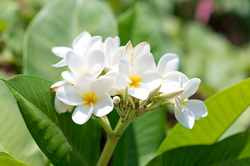 Image showing tropical flowers