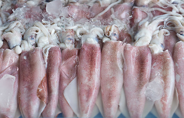 Image showing fresh squids