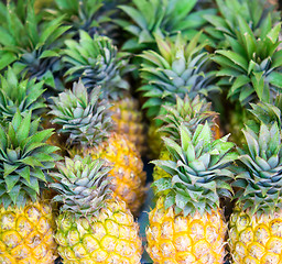 Image showing pineapples