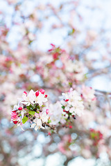 Image showing apple tree blooming
