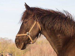 Image showing Frisian horse 