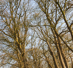 Image showing Branches of trees against the sky