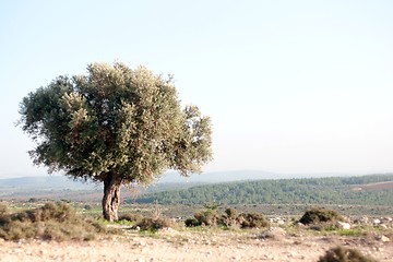 Image showing Nature travel in Israel