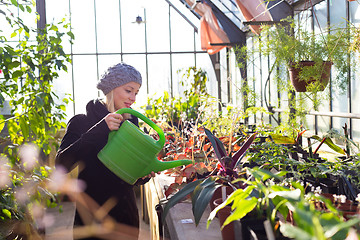 Image showing Florists woman working in greenhouse. 