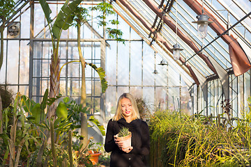 Image showing Florists woman working in greenhouse. 