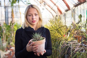 Image showing Florists woman working in greenhouse. 