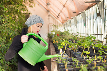 Image showing Florists woman working in greenhouse. 