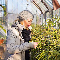 Image showing Florists woman working in greenhouse. 