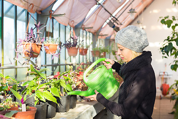 Image showing Florists woman working in greenhouse. 