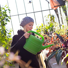 Image showing Florists woman working in greenhouse. 