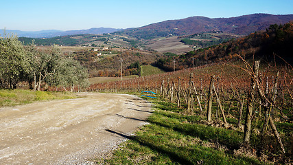 Image showing 
Wineyard in the winter					