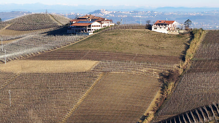 Image showing 
Vineyard in the village of Serralunga Alba					