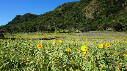 Image showing Sunflower field with sunny summer sky