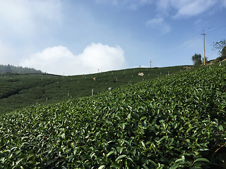 Image showing Tea Plantation on highland