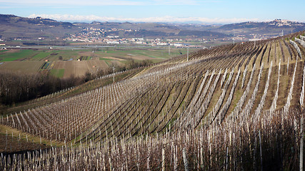 Image showing Vineyard in the village of Serralunga d'Alba