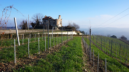 Image showing Wine farm in Piemonte, Italy