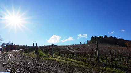 Image showing Wineyard in the winter 